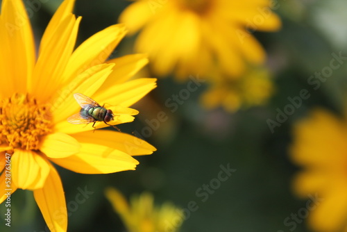 Sitting insect on a plant