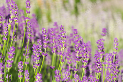Beautiful blooming lavender plants in field on sunny day, closeup © New Africa