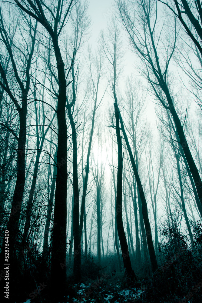 forest in fog forest in fog