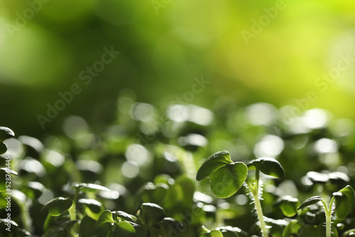 Sprouted arugula seeds on blurred background, closeup view