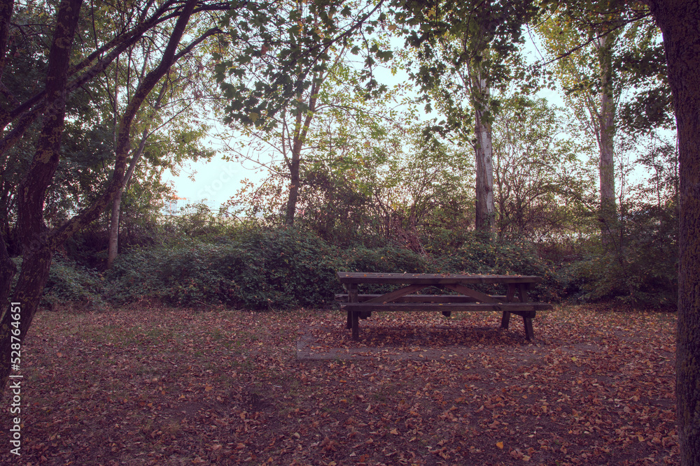 bench in the park in autumn 