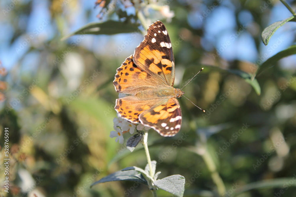 Obraz premium Sitting orange butterfly (Vanessa cardui) on a plant with white flowers