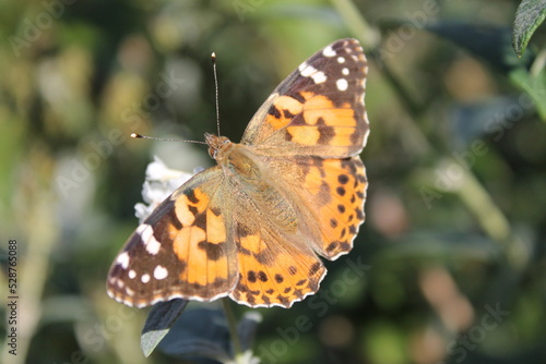 Sitting orange butterfly  Vanessa cardui  on a plant with white flowers