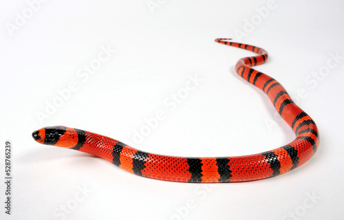 Honduran milk snake // Honduras Königsnatter (Lampropeltis triangulum hondurensis, Lampropeltis hondurensis)