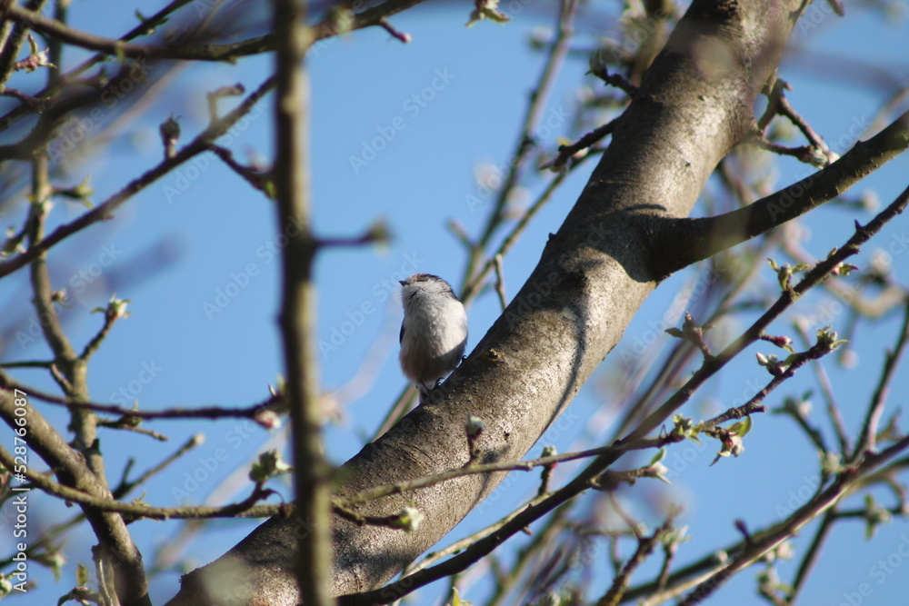 Sitting white bird on a tree with white flowers Sitting white bird on a tree with white flowers