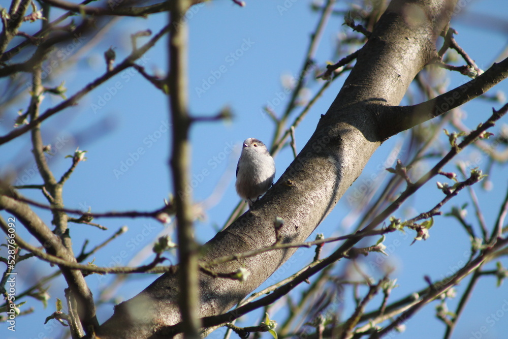 Sitting white bird on a tree with white flowers Sitting white bird on a tree with white flowers