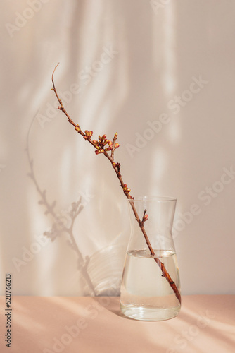 Composition in the style of minimalism. A dry apple branch with buds in a vase on a natural background with shadows and sunshine