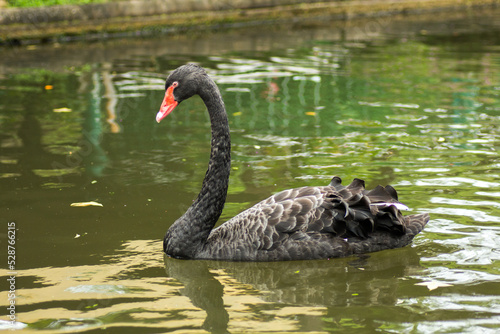 Black swan floating in a pond