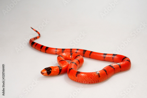 Honduran milk snake // Honduras Königsnatter (Lampropeltis triangulum hondurensis, Lampropeltis hondurensis) photo