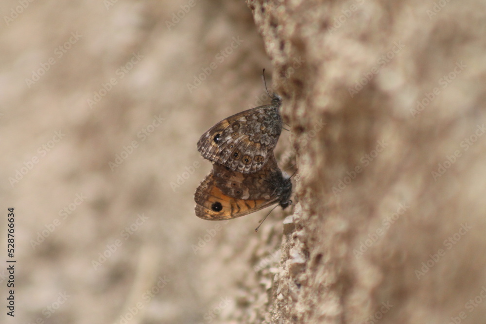 Sitting butterfly on a rock Sitting butterfly on a rock
