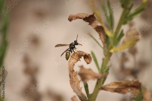 Sitting wasp on a plant wth green and brown background