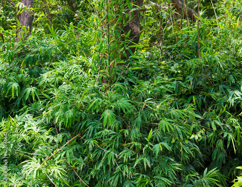 bamboo trees with green leaves.