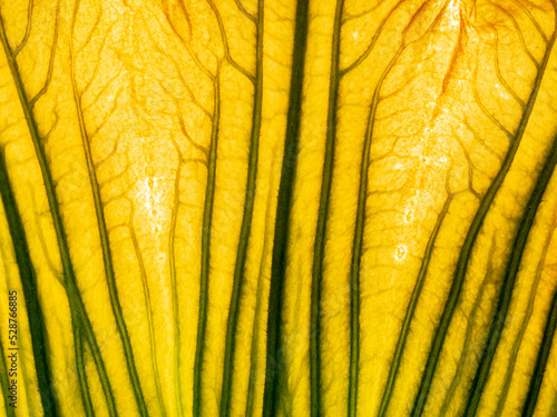 Foto macro photography of a leaf texture