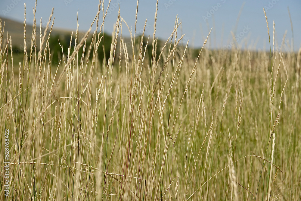 Obraz premium closeup of summer wheat growing in the sunny field