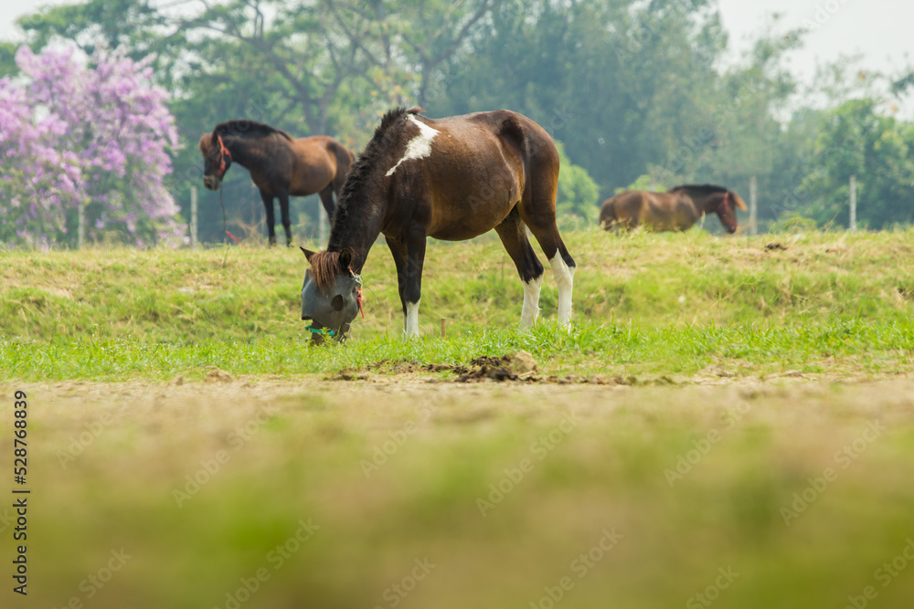 Fototapeta premium Beautiful wild brown horse stallion on summer flower meadow, equine eating juicy grass, horse stallion with long mane portrait in standing position, equine stallion outdoors, superb big horse equines