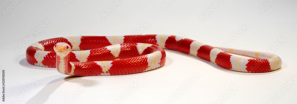 Fototapeta premium Nelsons Milchschlange // Nelson's milksnake (Lampropeltis triangulum nelsoni) - Albino