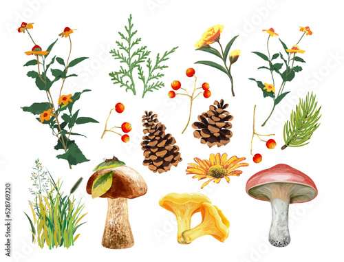Seth autumn plants and mushrooms