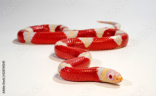 Φωτογραφία Nelson's milksnake // Nelsons Milchschlange (Lampropeltis triangulum nelsoni) -