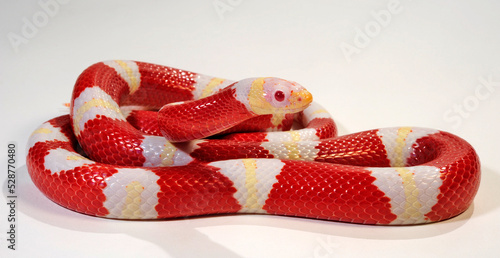 Nelson's milksnake // Nelsons Milchschlange (Lampropeltis triangulum nelsoni) - Albino photo