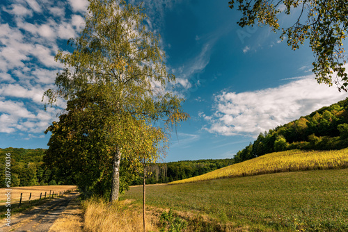 Herbstlicher Weg Bäume Felder