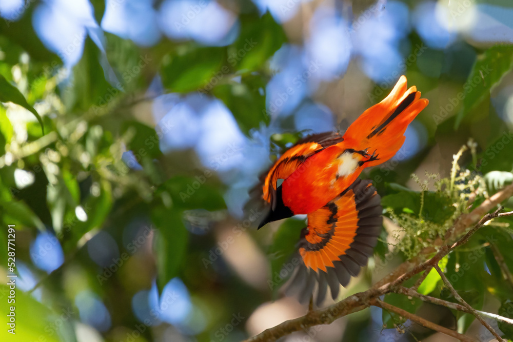 Scarlet minivet in flight