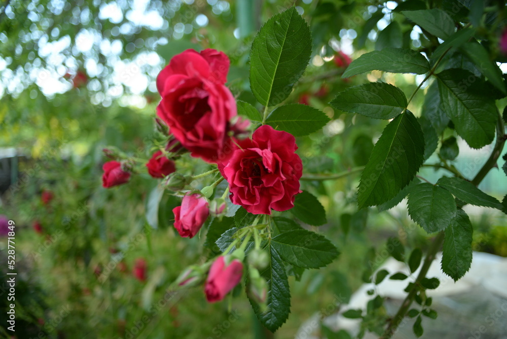 rose flowers close-up, on a green background, rose leaves, red purple, peony leaves, lush, double flower, rich color, summer, garden, weaving plant, kitchen garden, cottage, garden decoration, oil