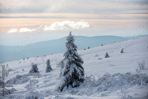 Wallpaper Mural Winter nature for design. Winter landscape with trees covered with snow hoarfrost. Torontodigital.ca