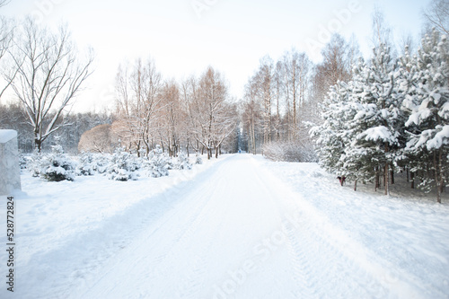 Winter forest. Fabulous winter landscape, trees in the snow, cold, snowy winter