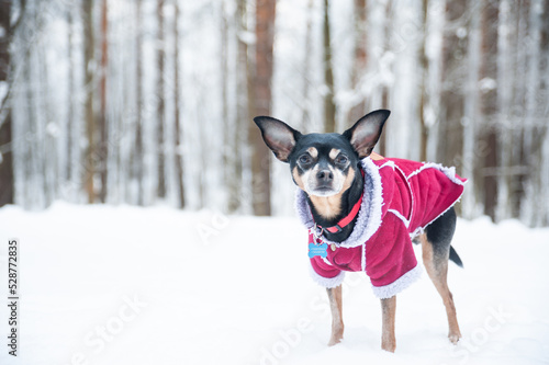 Dog in a sweater, and a sheepskin coat, in a winter forest, looks into the camera. Space for text