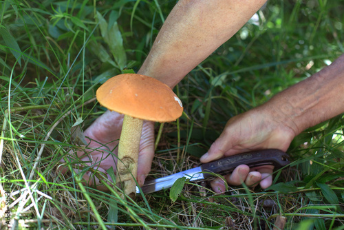a man's hand cuts a boletus with a knife in the forest
