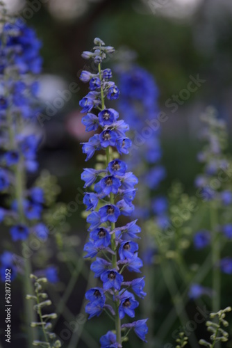 field  meadow  garden  delphinium  purple small flowers  lavandin  close-up background  green leaves  sunny evening  green stems  out of focus  abstract drawing  close-up delphinium branches  bee
