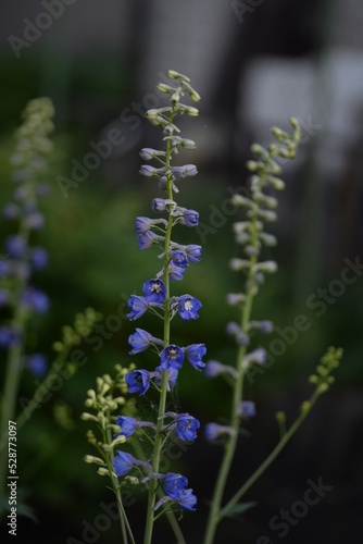 field  meadow  garden  delphinium  purple small flowers  lavandin  close-up background  green leaves  sunny evening  green stems  out of focus  abstract drawing  close-up delphinium branches  bee