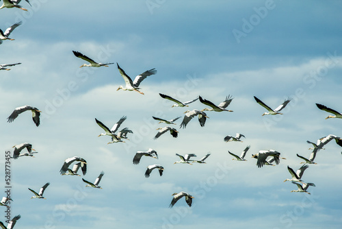 A Flock of Flying Birds with blue sky