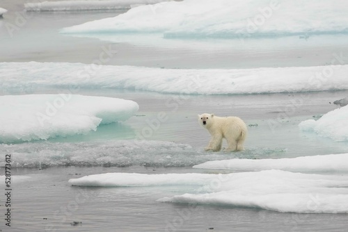 Lone polar bear cub on ice