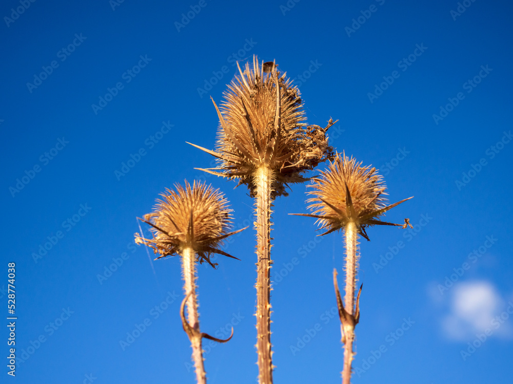 thistle against the blue sky