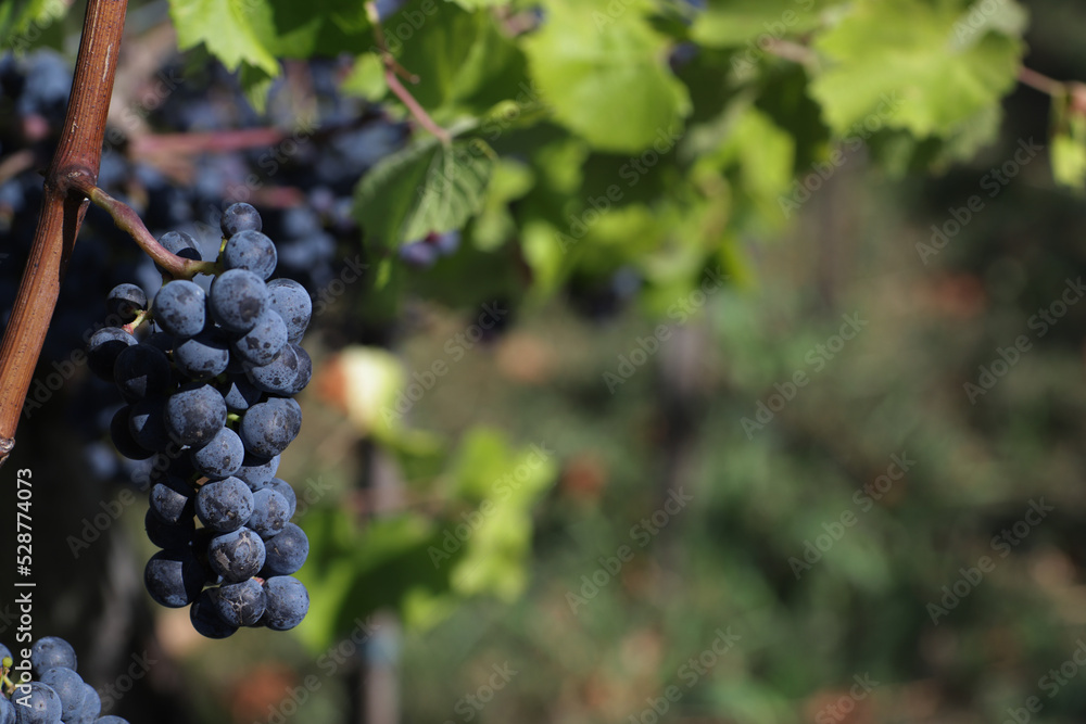 Brunches of ripe dark grapes for harvest to make wine.