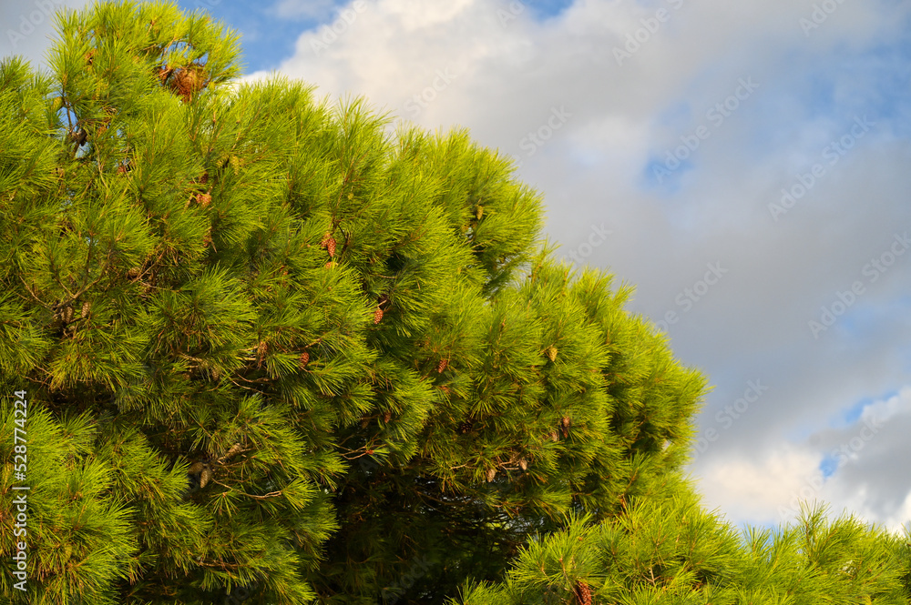 Branch of pine with green needles and conifer cone at summer. Pine trees on the beach. Branch of pine with green needles and conifer cone at summer. Pine trees on the beach.