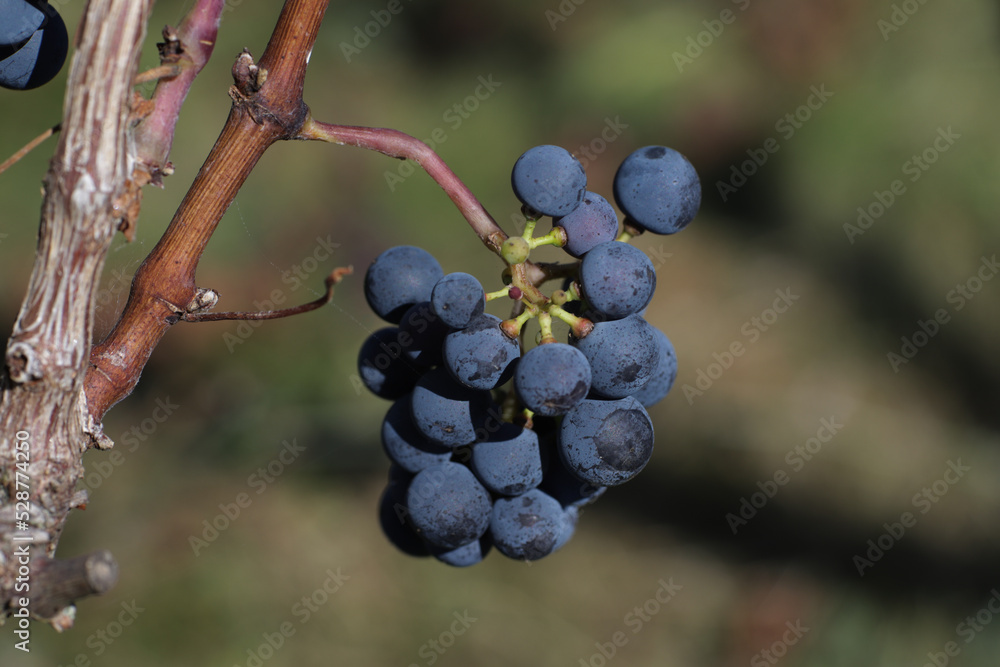 Brunches of ripe dark grapes for harvest to make wine. Brunches of ripe dark grapes for harvest to make wine.