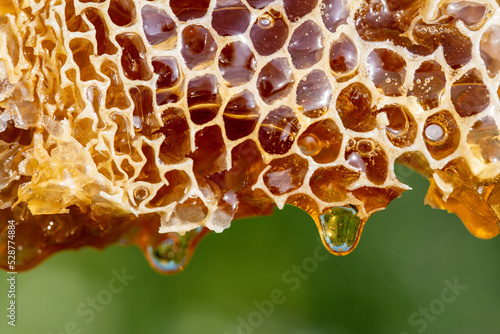 Honey dripping from honey comb on nature background, close up