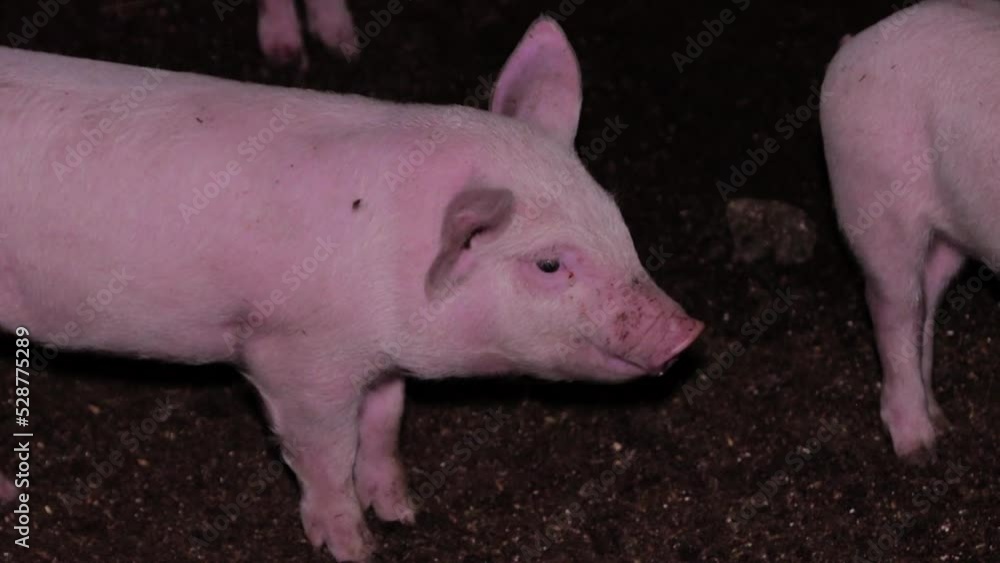 Portrait of a little pig dirty pig on a farm indoors. Breeding pigs for meat, pig breeding. Industrial animal husbandry. Portrait of a little pig dirty pig on a farm indoors. Breeding pigs for meat, pig breeding. Industrial animal husbandry.