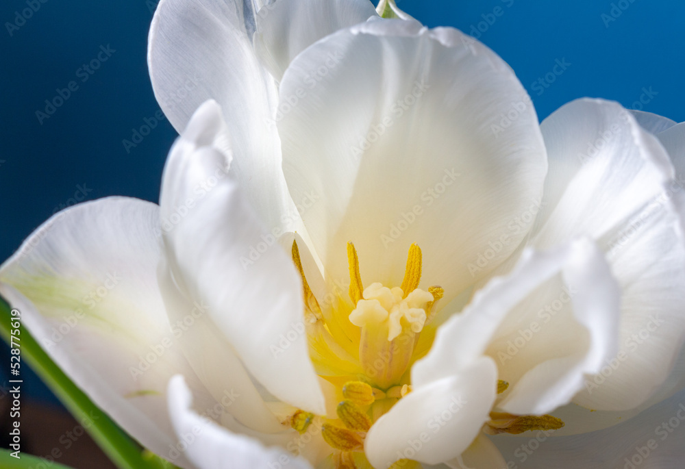 big beautiful blooming white peony tulips on blue background shallow focuse big beautiful blooming white peony tulips on blue background shallow focuse