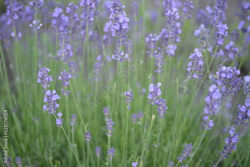 field  meadow  lavender garden  purple small flowers  lavandin  close-up background  green leaves  sunny evening  green stems  out of focus  abstract drawing