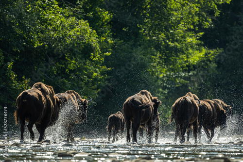 Fototapeta Naklejka Na Ścianę i Meble -  European Bison, Wisent, Bison bonasus. Bieszczady, Carpathians, Poland.