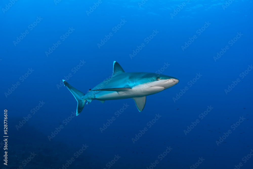 Silver tip shark (Carcharhinus albimarginatus) swimming in the blue