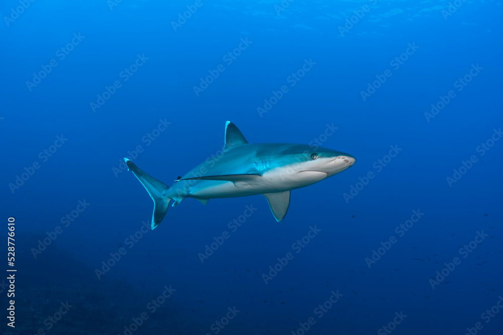 Silver tip shark (Carcharhinus albimarginatus) swimming in the blue Silver tip shark (Carcharhinus albimarginatus) swimming in the blue