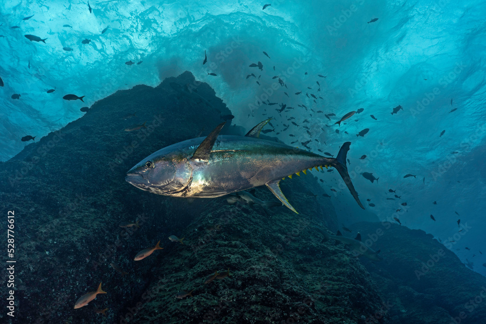 Fototapeta premium Yelowfin tuna (Thunnus albacarens) swimming close to an underwater mountain at Roca Partida