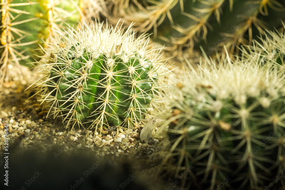 Many small cactus, planted indoor. Cactus in pot arranged in Green house. Home plant need sunshine to grow. Many small cactus, planted indoor. Cactus in pot arranged in Green house. Home plant need sunshine to grow.