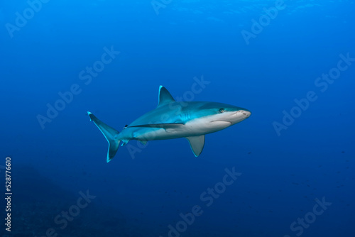 Silver tip shark (Carcharhinus albimarginatus) swimming in the blue © nicolas