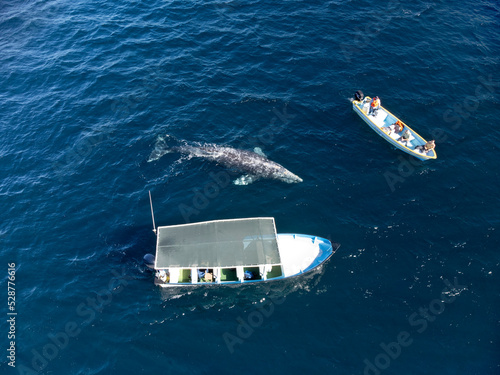 Aerial view of two boats whatching a gray whale