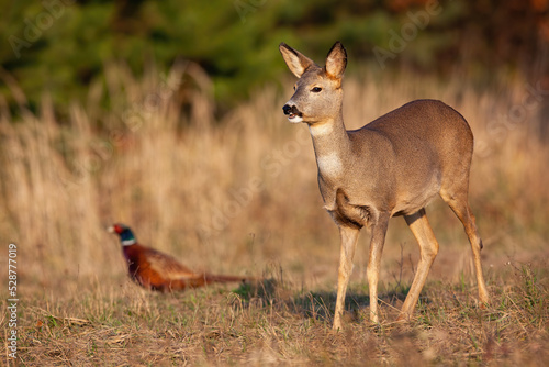Obraz na płótnie Roe deer, capreolus capreolus, standing on dry meadow with common pheasant, phasianus colchicus, in background. Doe and hen looking on field in autumn. Wild bird and brown mammal observing on glade. w salonie